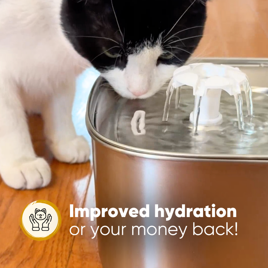 Purrify Kitty Fountain
